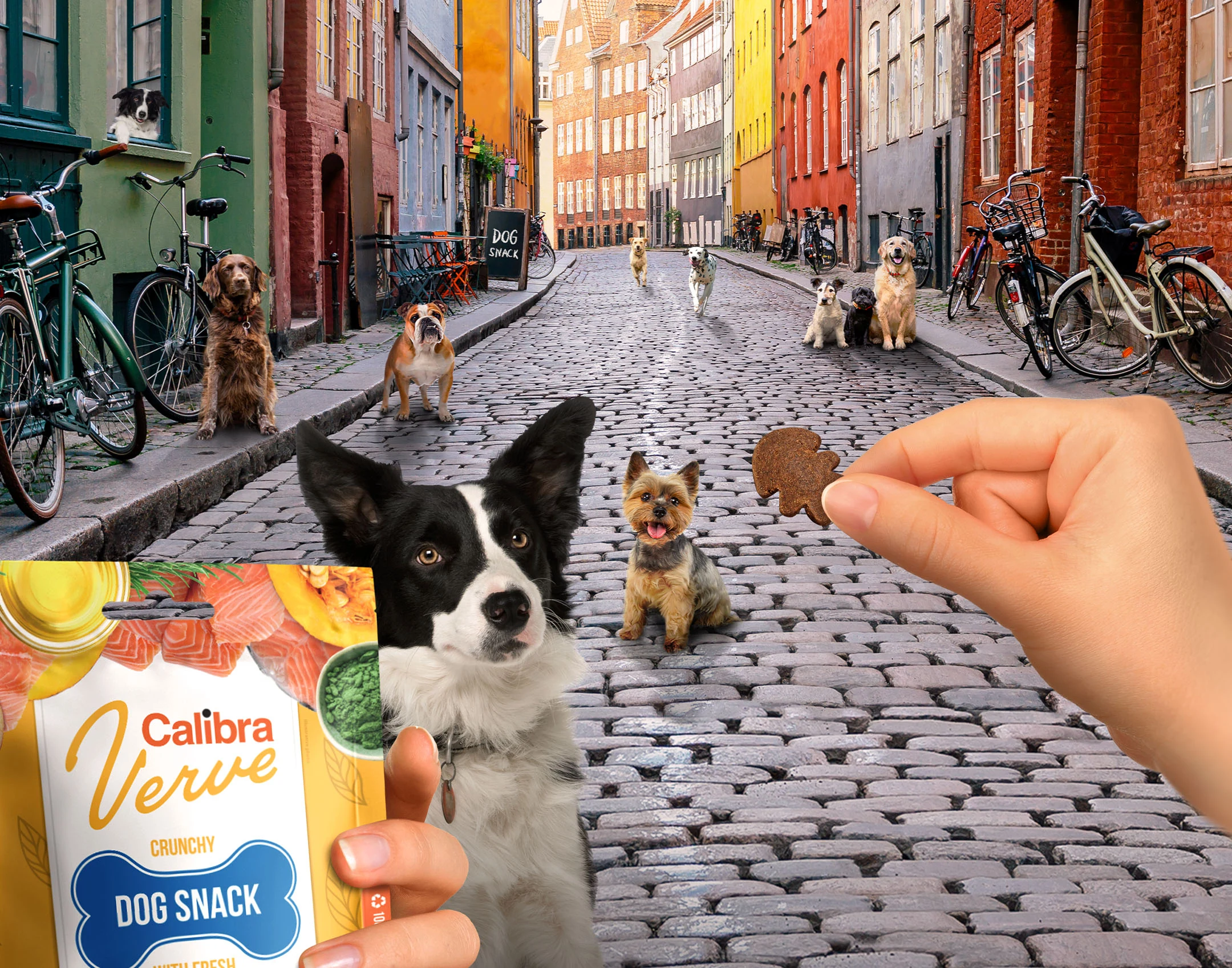 Key visual with dogs on a cobbled street and a hand offering a treat from a Calibra Verve dog snack pack